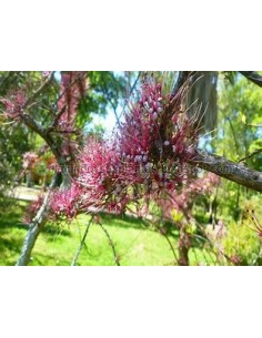 Ironwood Treasures (Olneya... 2