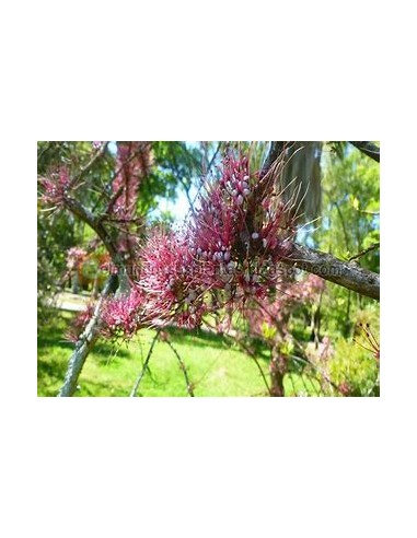 Ironwood Treasures (Olneya tesota)- 1 Arbolito...