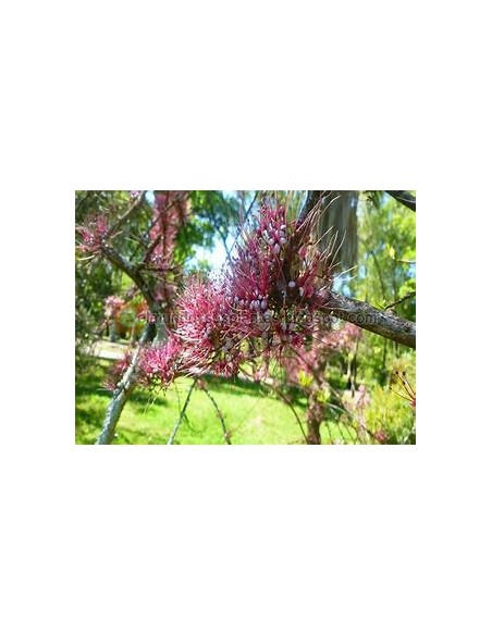 Ironwood Treasures (Olneya tesota)- 1 Arbolito for Sale in Mexico - Online Nursery