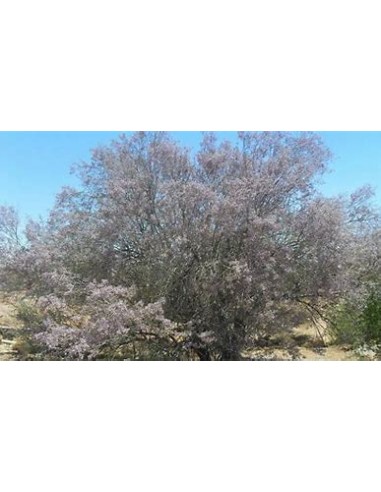 Ironwood Treasures (Olneya tesota)- 1 Arbolito...