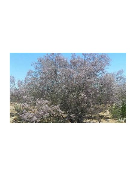 Ironwood Treasures (Olneya tesota)- 1 Arbolito for Sale in Mexico - Online Nursery