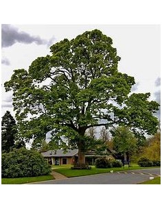 American Sycamore (...