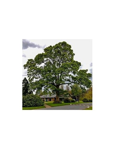 American Sycamore ( Platanus occidentalis) - 1 Arbolito for Sale in Mexico - Online Nursery