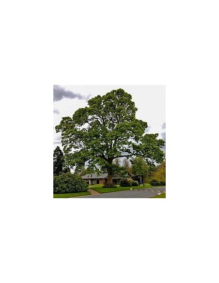American Sycamore ( Platanus occidentalis) - 1 Arbolito for Sale in Mexico - Online Nursery