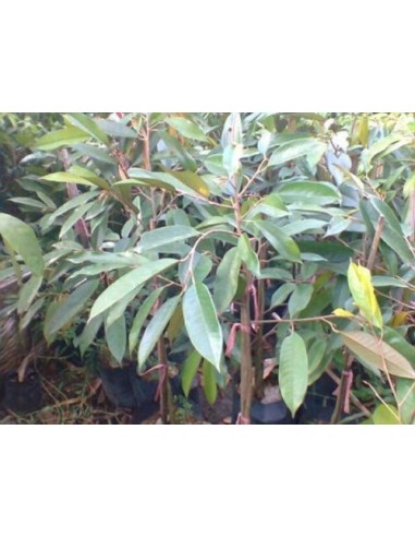 1 Durian live plant - Durio zibethinus Fruit lovers online sales