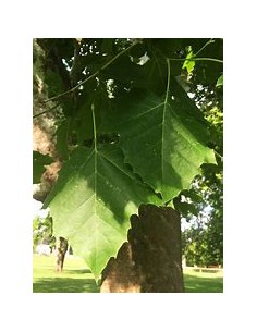 American Sycamore (... 2