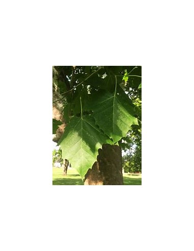 American Sycamore ( Platanus occidentalis) - 1...