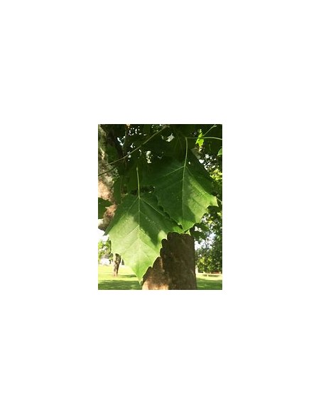 American Sycamore ( Platanus occidentalis) - 1 Arbolito for Sale in Mexico - Online Nursery
