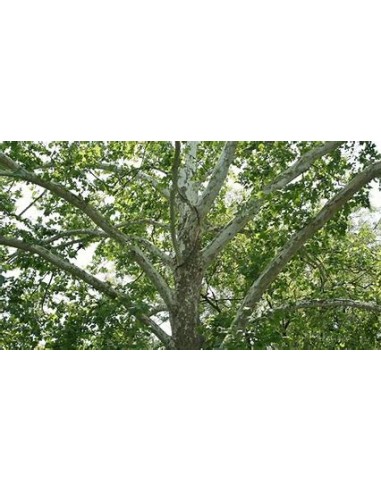 American Sycamore ( Platanus occidentalis) - 1...