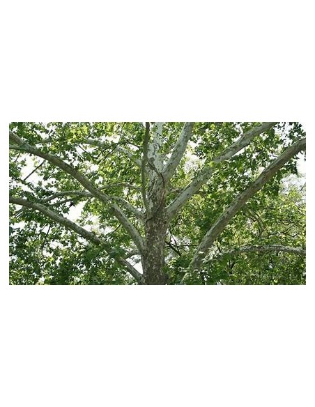Sicomoro Americano ( Platanus occidentalis)- 1 Arbolito en Venta en Mexico - Vivero por internet