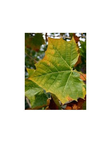 American Sycamore ( Platanus occidentalis) - 1...