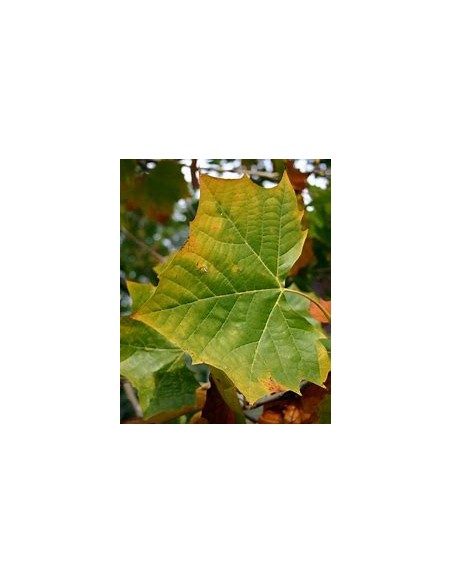 American Sycamore ( Platanus occidentalis) - 1 Arbolito for Sale in Mexico - Online Nursery