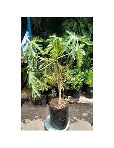 Maradol Papaya Tree (Carica... 2