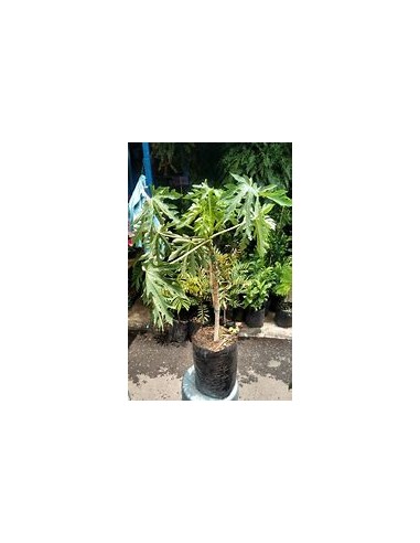 Árbol de Papaya Maradol (Carica papaya)- 1 Arbolito en Venta en Mexico - Vivero por internet