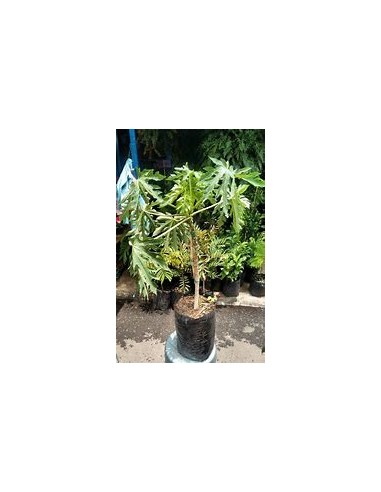Maradol Papaya Tree (Carica papaya) - 1 Arbolito for Sale in Mexico - Online Nursery