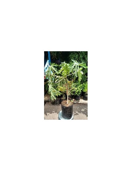 Maradol Papaya Tree (Carica papaya) - 1 Arbolito for Sale in Mexico - Online Nursery