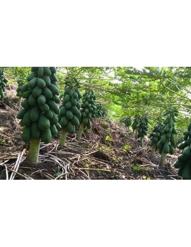 Maradol Papaya Tree (Carica papaya) - 1 Arbolito for Sale in Mexico - Online Nursery