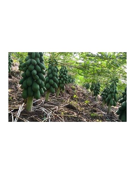 Maradol Papaya Tree (Carica papaya) - 1 Arbolito for Sale in Mexico - Online Nursery