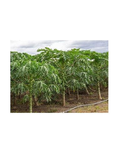 Árbol de Papaya Maradol (Carica papaya)- 1...