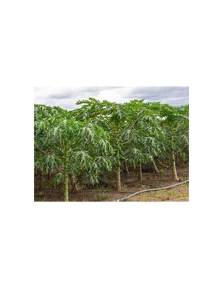 Maradol Papaya Tree (Carica papaya) - 1 Arbolito for Sale in Mexico - Online Nursery