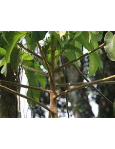 Árbol del Caucho (Castilla...