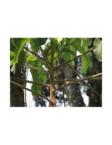 Mexican Rubber Tree (Castilla elastica) - Rainforest Treasure: History, Care, and Uses order a live tree right here.