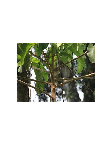Mexican Rubber Tree (Castilla elastica) - Rainforest Treasure: History, Care, and Uses order a live tree right here.