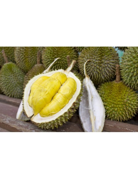 1 Arbolito de Durian (Durio zibethinus) La fruta mas rara de Mundo Siembrala ya! 1 Arbolito de Durian (Durio zibethinus) La fruta mas rara de Mundo Siembrala ya!