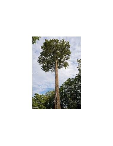 Amazon Rainforest Treasures: Brazil Nut Tree (Bertholletia excelsa)- 1 Arbolito for Sale in Mexico - Online Nursery