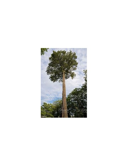 Amazon Rainforest Treasures: Brazil Nut Tree (Bertholletia excelsa)- 1 Arbolito for Sale in Mexico - Online Nursery