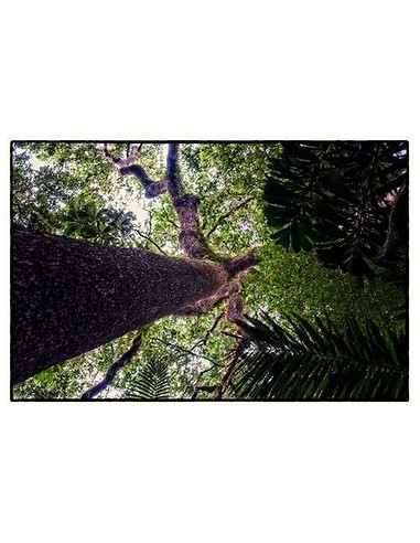 Arbol de Nuez de Brasil (Bertholletia excelsa)...