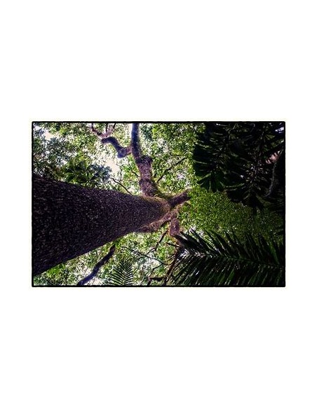 Amazon Rainforest Treasures: Brazil Nut Tree (Bertholletia excelsa)- 1 Arbolito for Sale in Mexico - Online Nursery