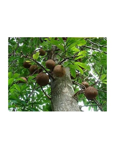 Arbol de Nuez de Brasil (Bertholletia excelsa)...