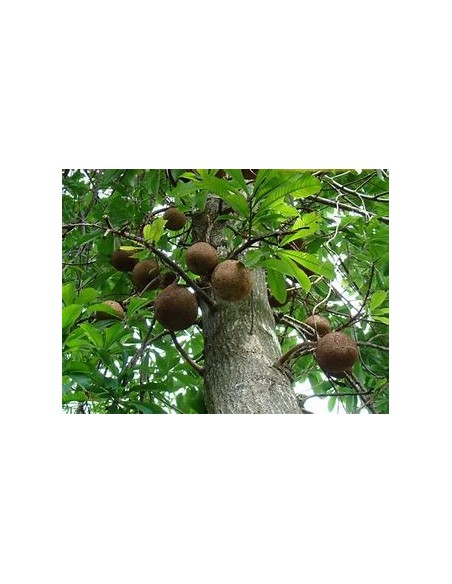 Amazon Rainforest Treasures: Brazil Nut Tree (Bertholletia excelsa)- 1 Arbolito for Sale in Mexico - Online Nursery