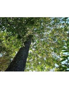 Arbol de Nuez de Brasil... 2