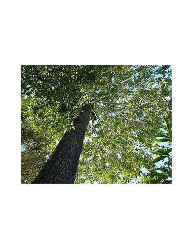 Arbol de Nuez de Brasil (Bertholletia excelsa)...