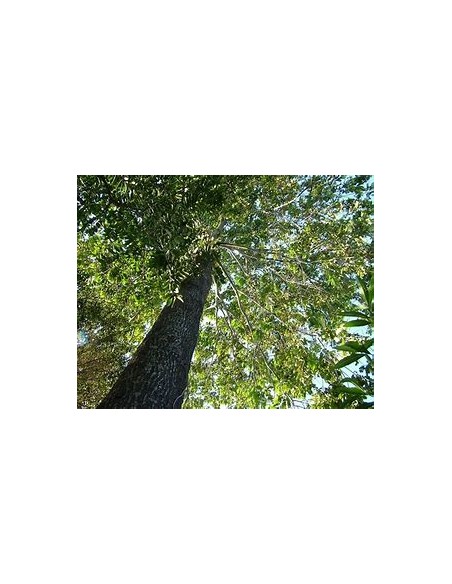Arbol de Nuez de Brasil (Bertholletia excelsa) - 1 Arbolito en Venta en Mexico - Vivero por internet