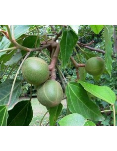 Árbol Candil, Falsa Nuez de...