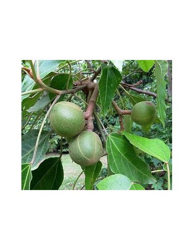 Árbol Candil, Falsa Nuez de Brasil (ALEURITES MOLUCCANA)-1 Arbolito en Venta en Mexico - Vivero por internet