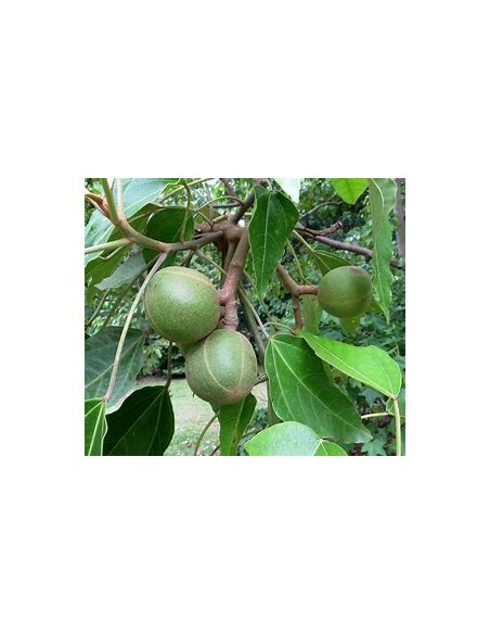 Árbol Candil, Falsa Nuez de Brasil (ALEURITES MOLUCCANA)-1 Arbolito en Venta en Mexico - Vivero por internet