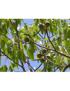 Árbol Candil, Falsa Nuez de... 2