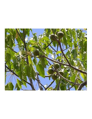 Árbol Candil, Falsa Nuez de Brasil (ALEURITES...