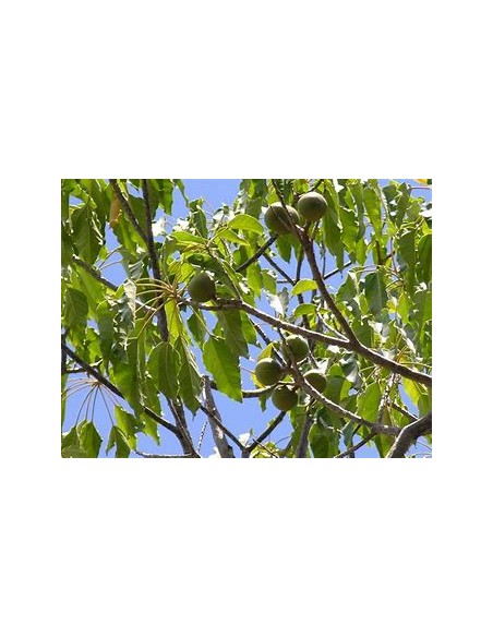 Árbol Candil, Falsa Nuez de Brasil (ALEURITES MOLUCCANA)-1 Arbolito en Venta en Mexico - Vivero por internet