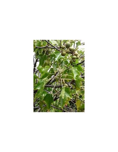 Árbol Candil, Falsa Nuez de Brasil (ALEURITES...