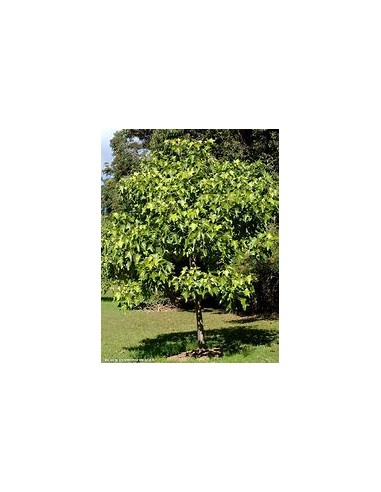 Candle Nut Tree, False Brazil Nut (ALEURITES...