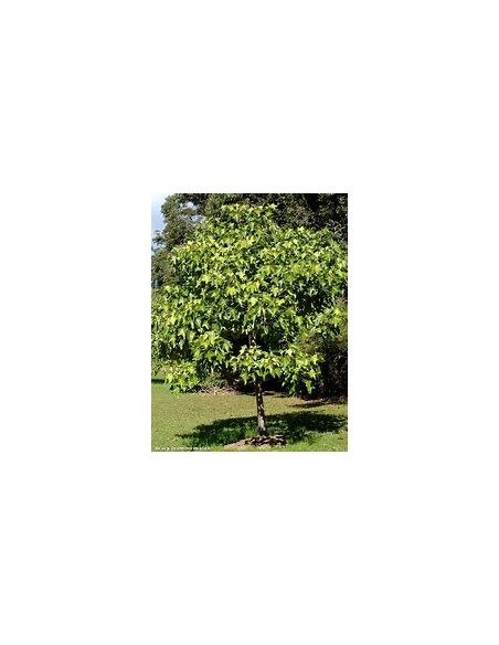 Árbol Candil, Falsa Nuez de Brasil (ALEURITES MOLUCCANA)-1 Arbolito en Venta en Mexico - Vivero por internet
