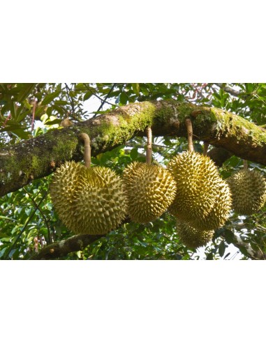 1 Durian live plant - Durio zibethinus Fruit lovers online sales