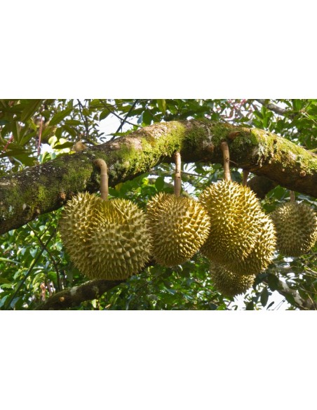 1 Arbolito de Durian (Durio zibethinus) La fruta mas rara de Mundo Siembrala ya! 1 Arbolito de Durian (Durio zibethinus) La fruta mas rara de Mundo Siembrala ya!