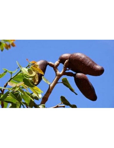 Arbol de la Harina/Guapinol, algarrobo, guapinole (Hymenaea courbaril)- desde la selva Lacandona - Vivero por internet