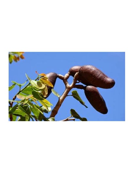 Arbol de la Harina/Guapinol, algarrobo, guapinole (Hymenaea courbaril)- desde la selva Lacandona - Vivero por internet